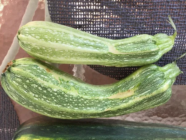 poisonous zucchini