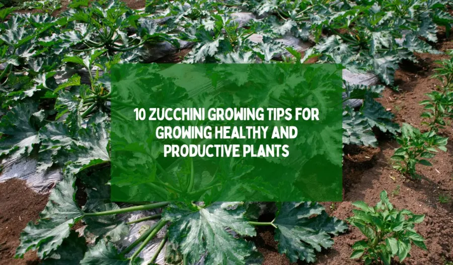 10 Zucchini Growing Tips for Growing Healthy and Productive Plants