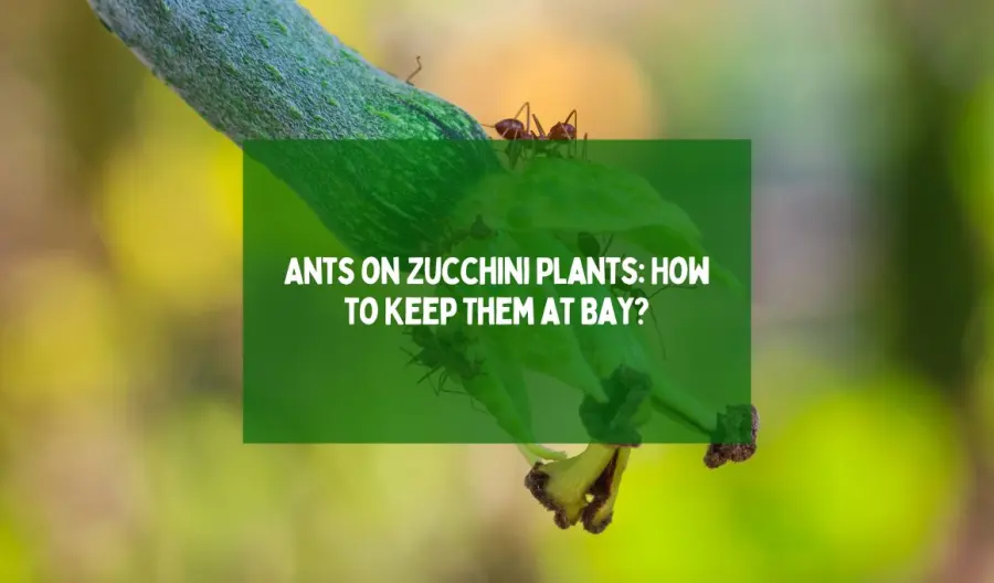 Ants on Zucchini Plants: How to Keep Them at Bay?