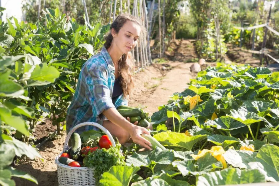 Basics of Zucchini Harvesting