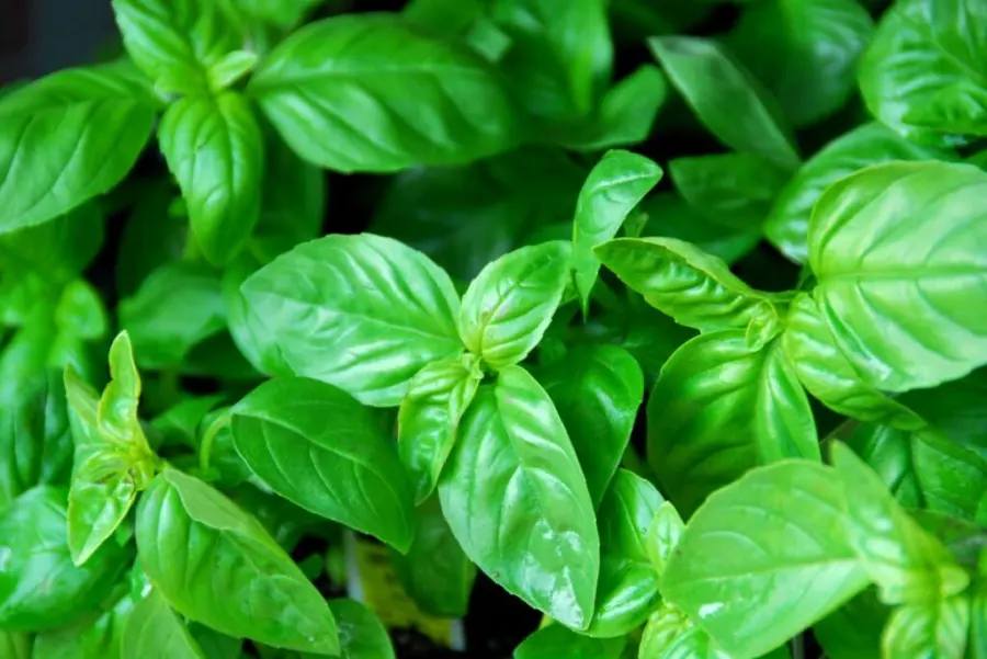 Basil and zucchini