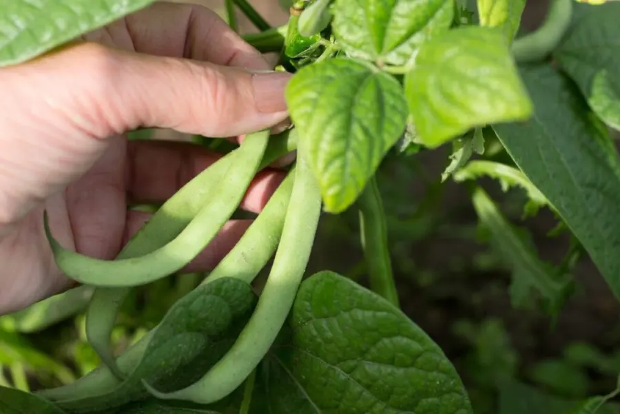 Beans and zucchini plant