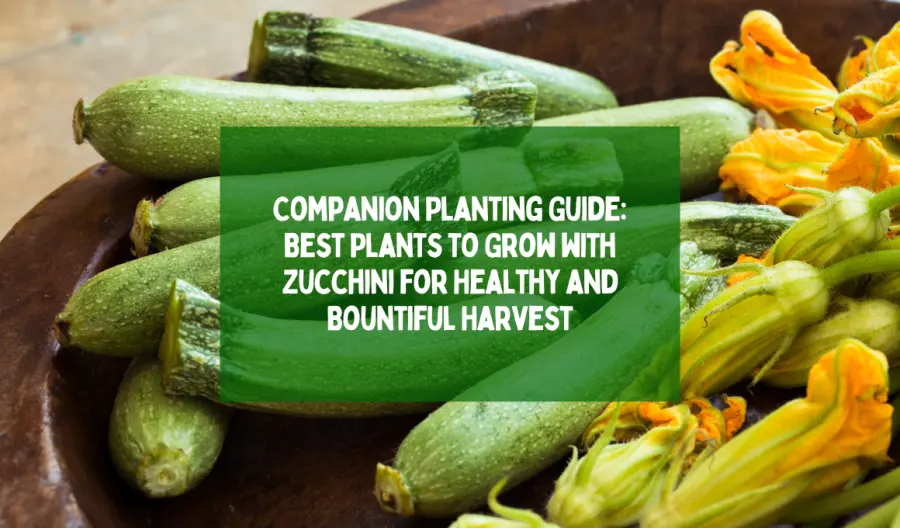 Companion Planting Guide: Best Plants to Grow with Zucchini for Healthy and Bountiful Harvest