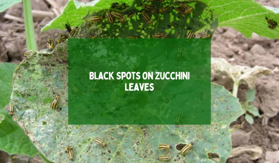 Black Spots On Zucchini Leaves: Reasons & Prevention