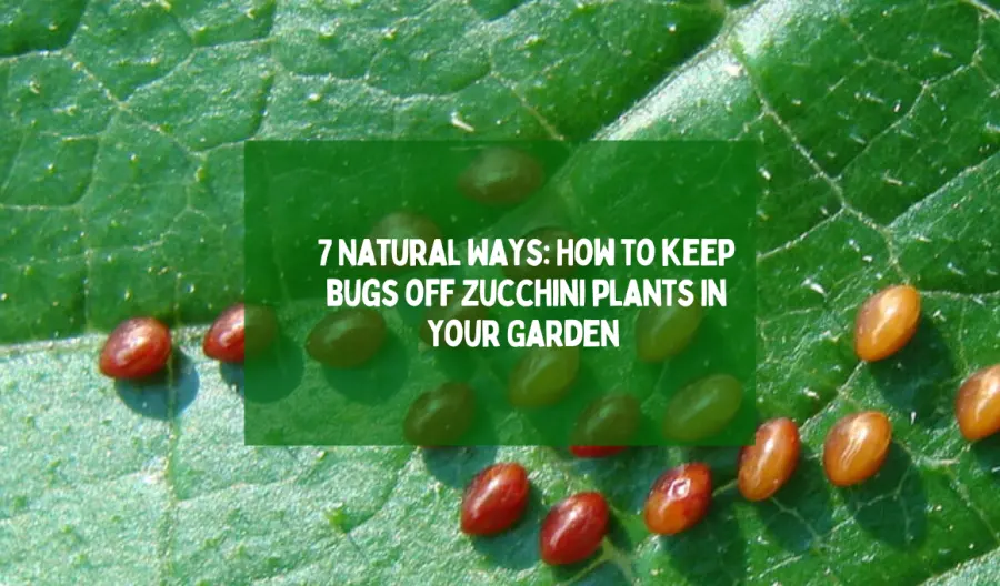 7 Natural Ways: How to keep bugs off zucchini plants in Your Garden 