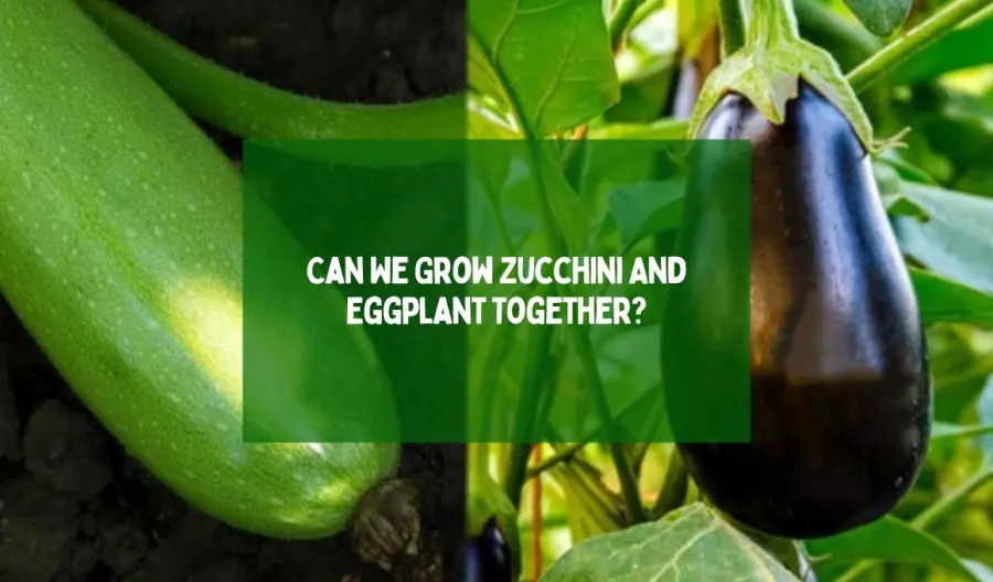 Can We Grow Zucchini And Eggplant Together?