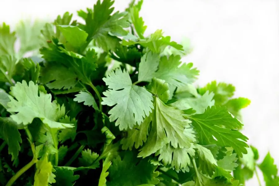 Cilantro grow with zucchini