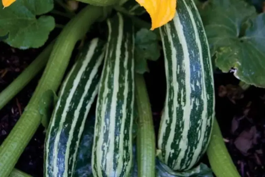 A striped Cocozelle zucchini variety growing on the vine