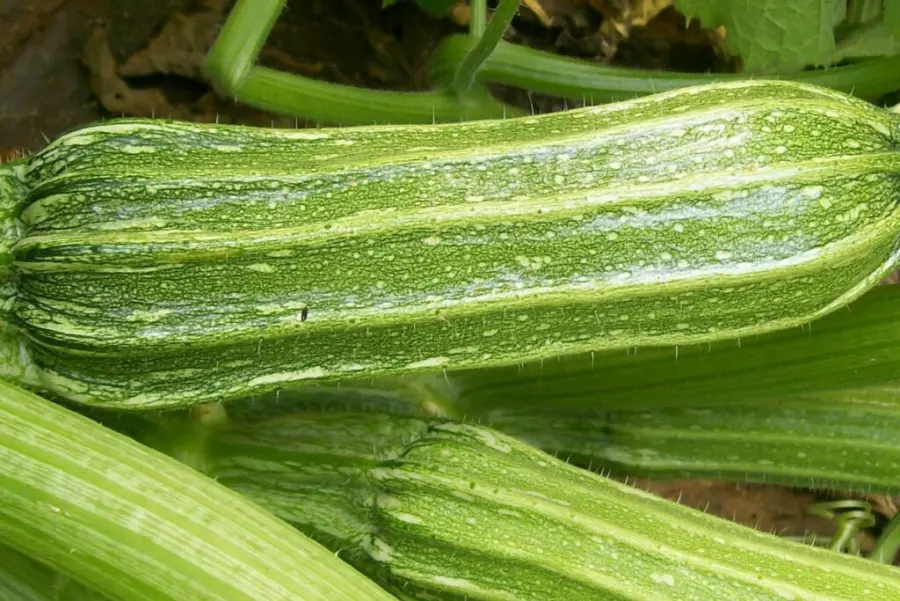 Costata Romanesca Zucchini