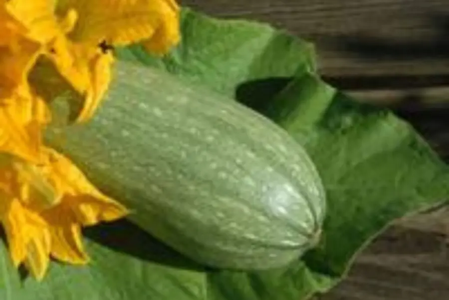 Cousa Squash