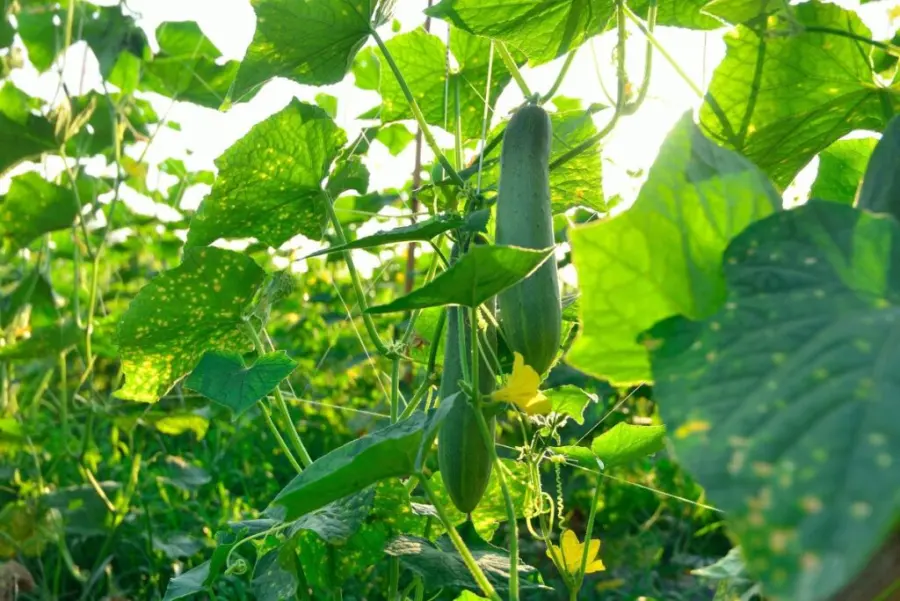 Cucumbers and zucchini