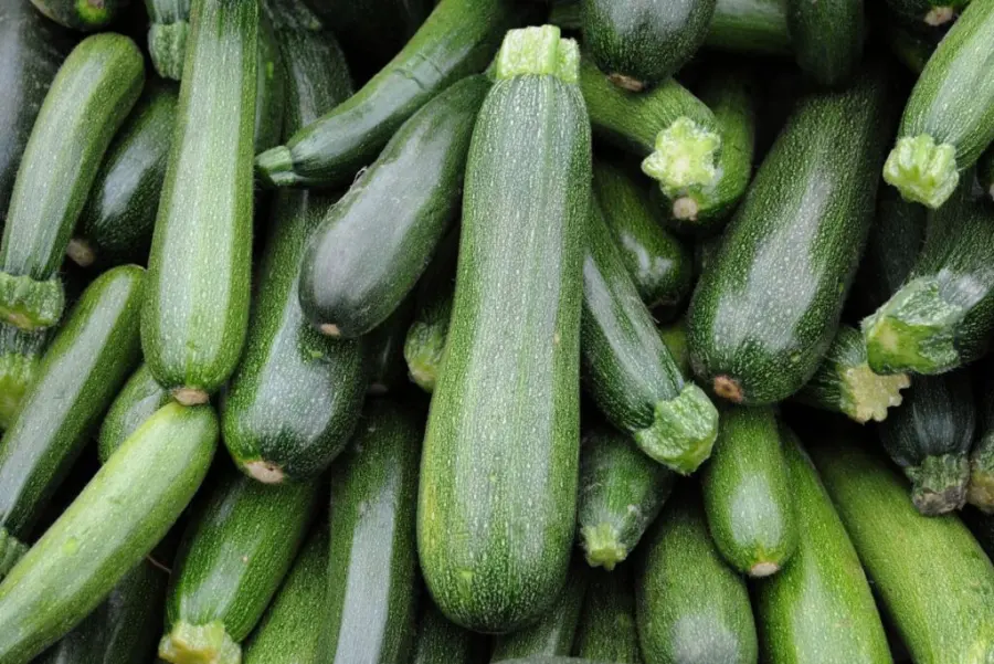 A pile of fresh dark green zucchini
