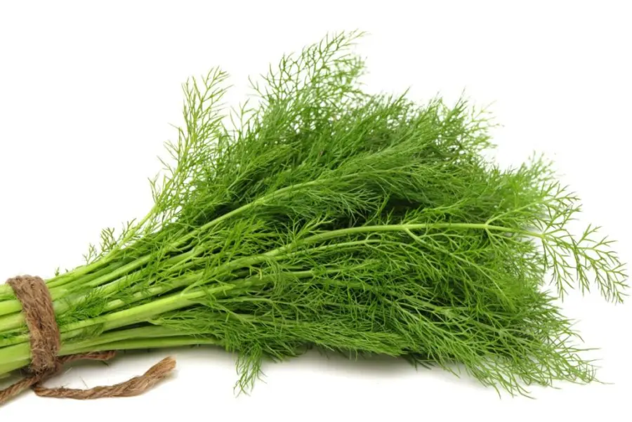 Dill grow with zucchini
