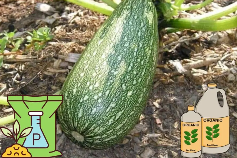 Fertilize Appropriately to zucchini