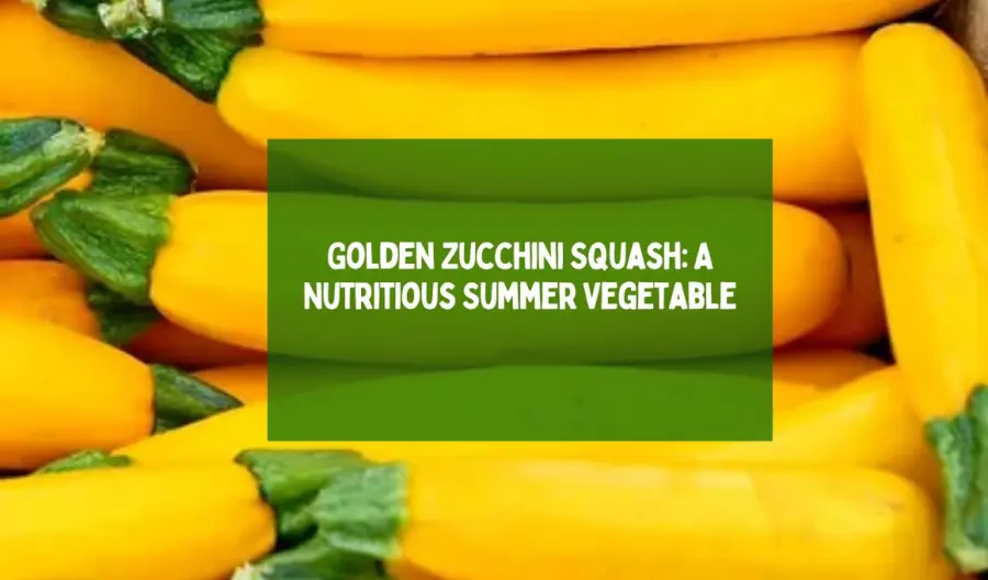 Golden Zucchini Squash: A Nutritious Summer Vegetable