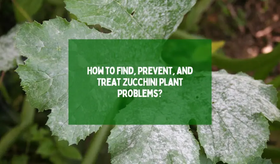 How to Find, Prevent, and Treat Zucchini Plant Problems?