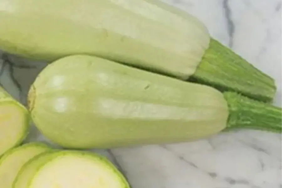 Lebanese White Bush Zucchini