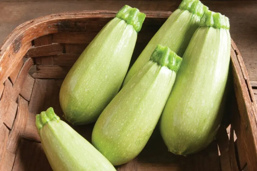 Magda Zucchini