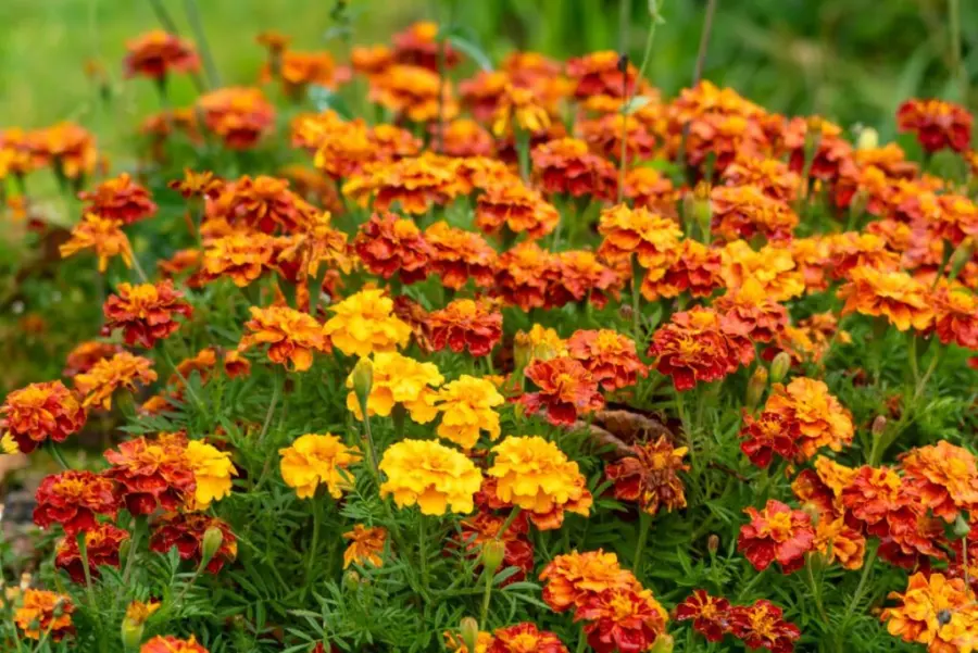 Marigolds growing with zucchini