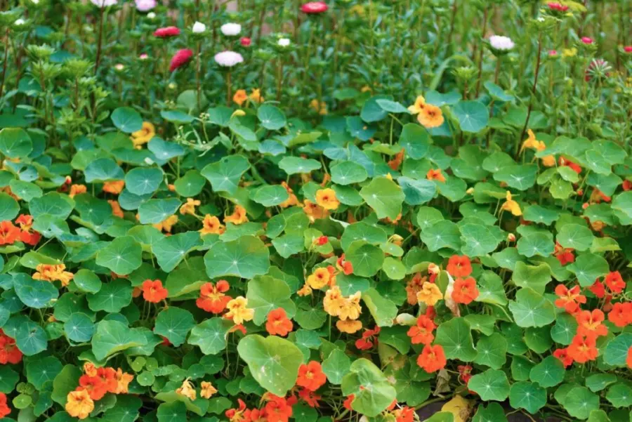 Nasturtiums growing with zucchini