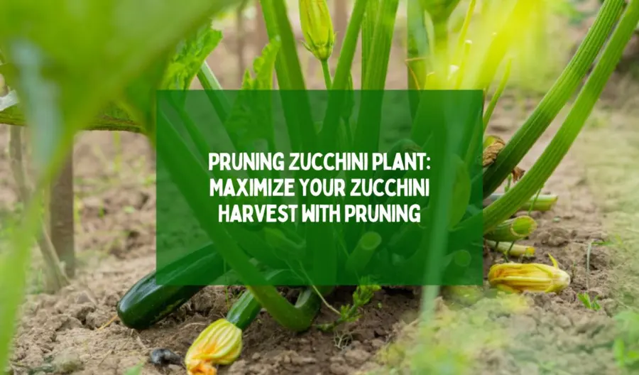 Pruning Zucchini Plant: Maximize Your Zucchini Harvest with Pruning