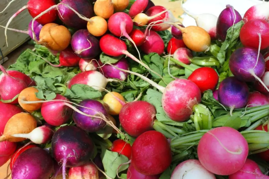 Radishes growing with zucchini