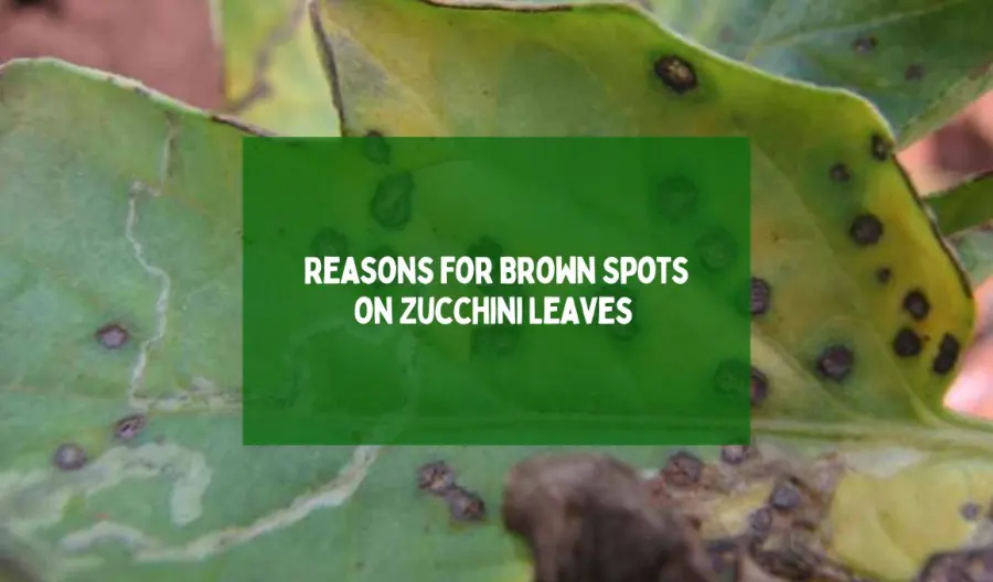 Reasons for Brown Spots on Zucchini Leaves 