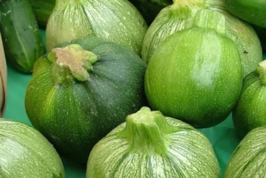 Ronde De Nice Zucchini