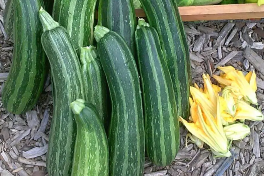 Striato D'Italia Zucchini