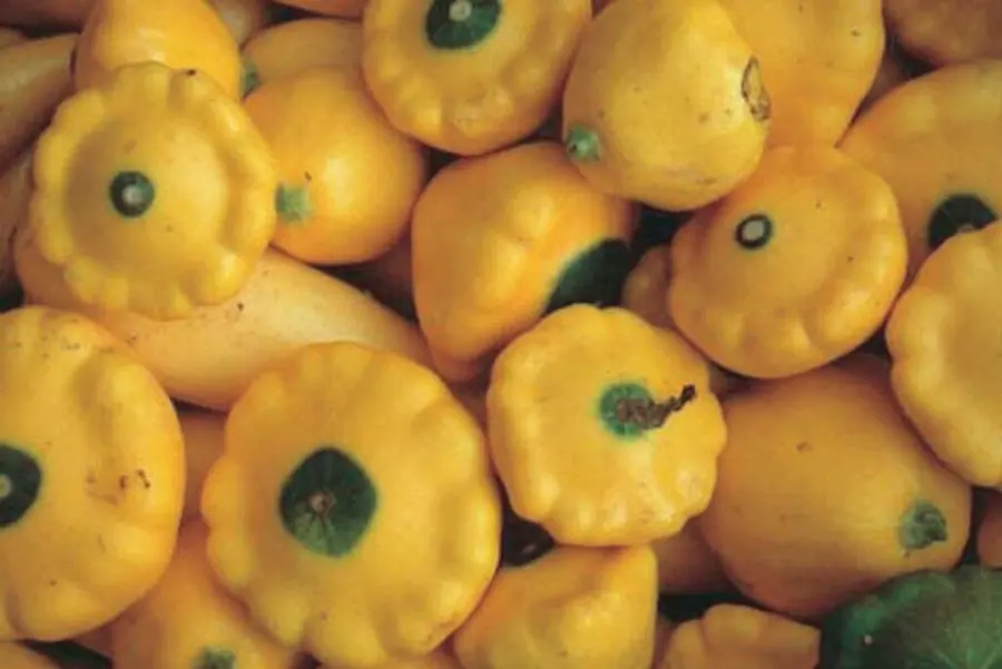 Sunburst Zucchini