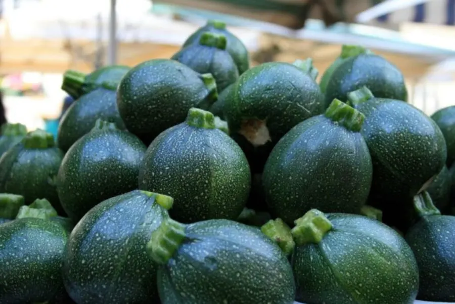 Tatume Zucchini