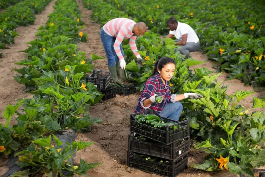 Tips for Successful Harvesting Zucchini