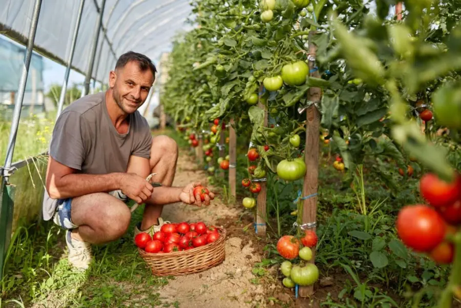 Tomatoes growing with zucchini