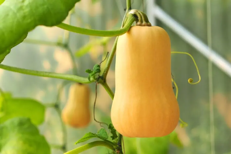 Tromboncino Squash