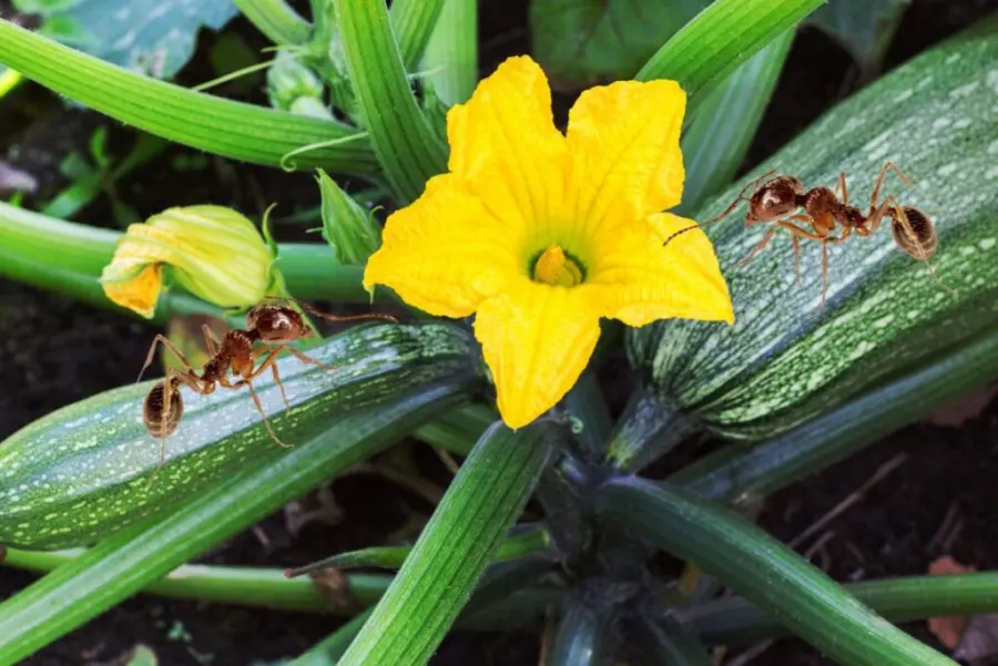 Understanding Ants on Zucchini Plants