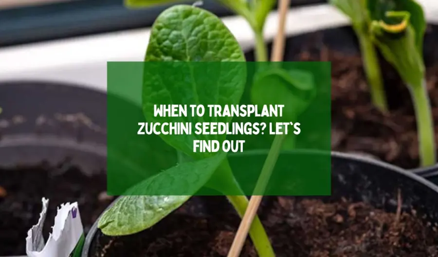 When to Transplant Zucchini Seedlings? Let's find out