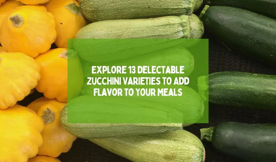 Explore 13 Delectable Zucchini Varieties to Add Flavor to Your Meals