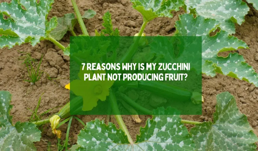 7 Reasons Why is my Zucchini Plant Not Producing Fruit?