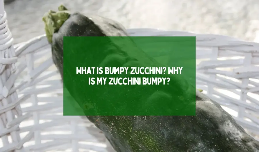 What is bumpy zucchini? Why is my zucchini bumpy?