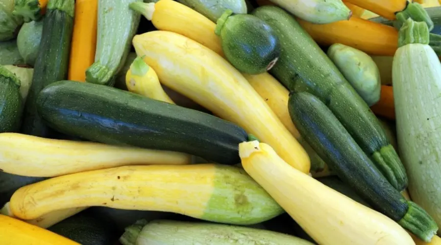 Cocozelle zucchini variety