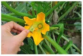 Look For Natural Pollinators