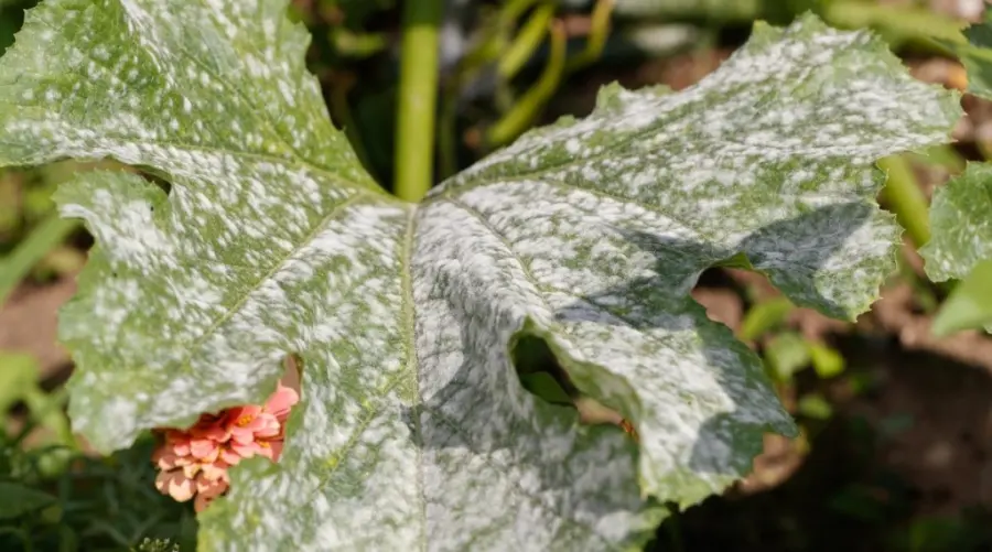Pest Control for zucchini plant 