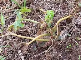 Root damage To The Zucchini Plant