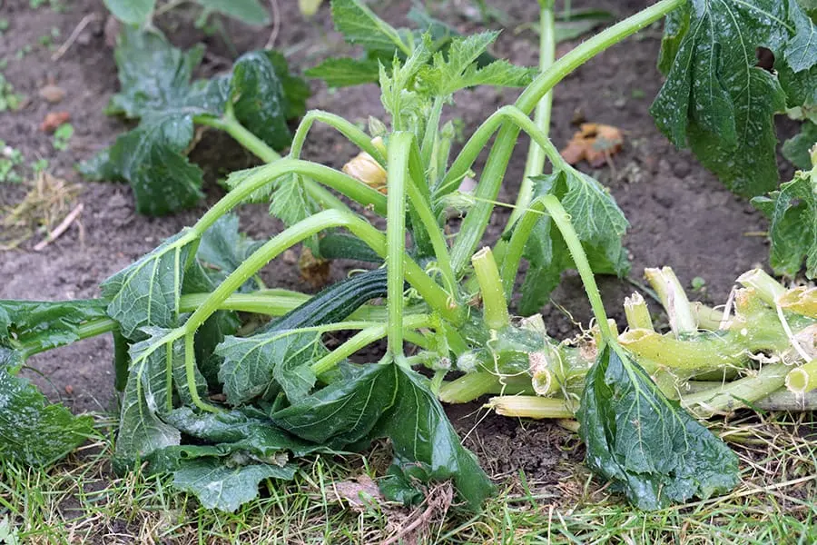 Zucchini Plant Is Wilting