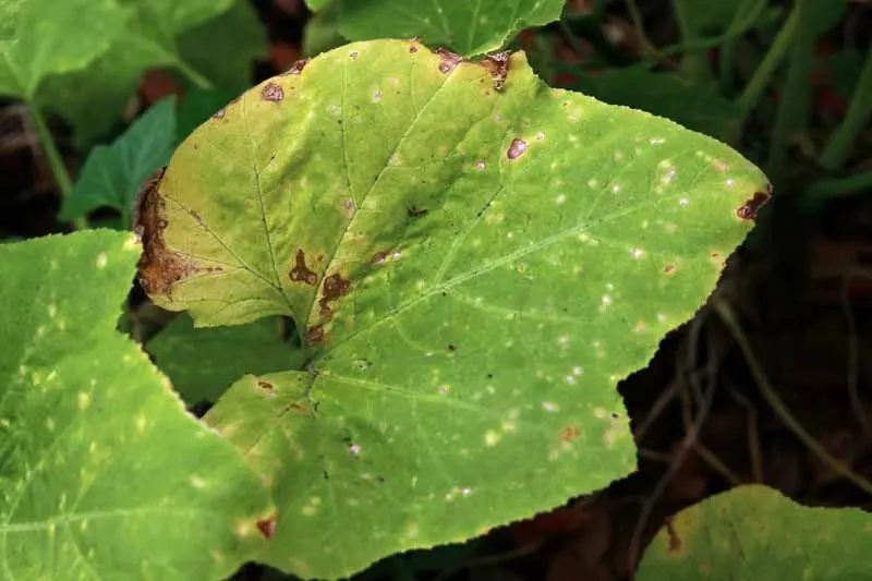 Black Spots On Zucchini Leaves