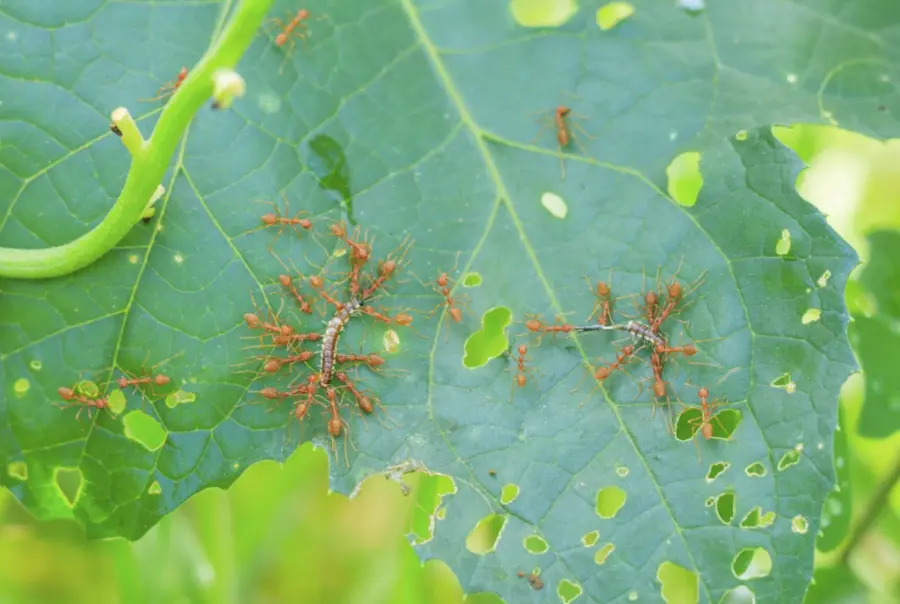Black Spots On Zucchini Leaves
