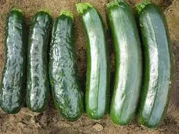 Causes Of Zucchinis To Become Deformed