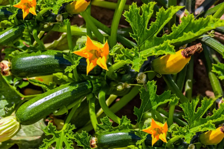 Zucchini And Eggplant Grow Together