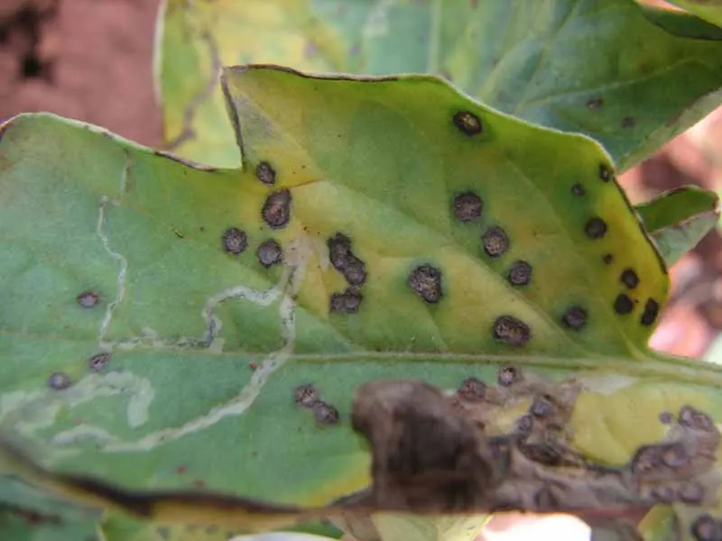 Reasons for Brown Spots on Zucchini Leaves
