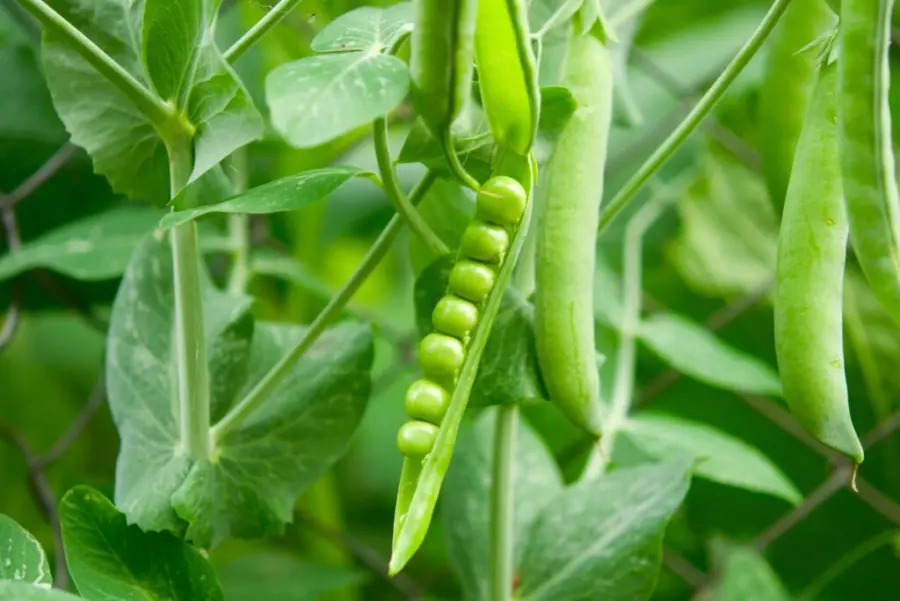 peas and zucchini